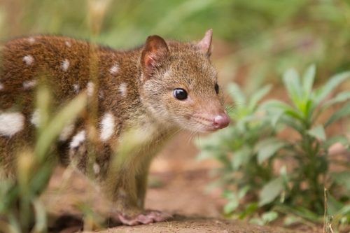 Spotted Quoll - Australian Stock Image