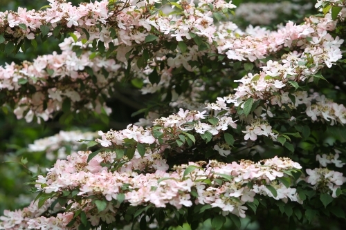 Spring bloom at an open gardening Victoria - Australian Stock Image