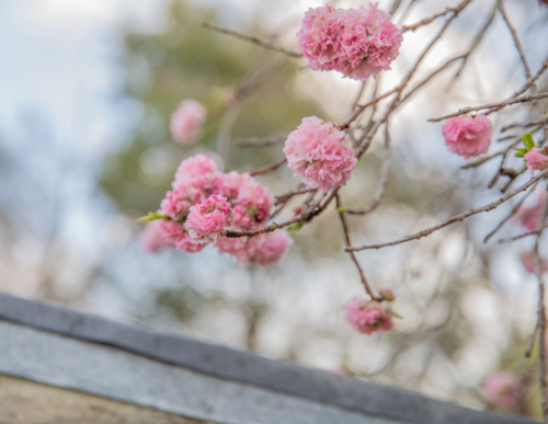 Spring blossoms above an old shed roof - Australian Stock Image