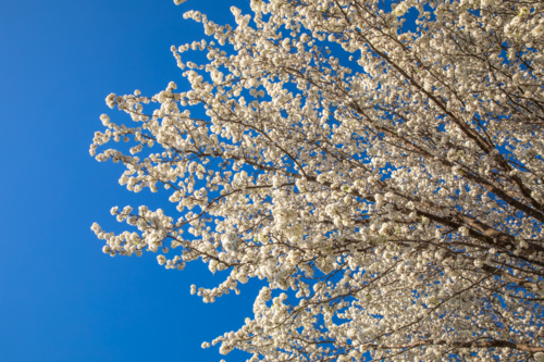 Spring blossoms and a blue sky - Australian Stock Image