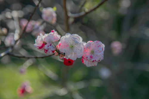 Spring blossoms - Australian Stock Image