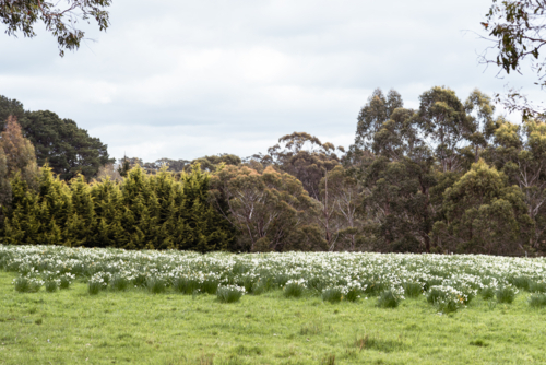 spring bulbs in bloom in rural paddock - Australian Stock Image