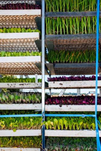 Stacked trays of seedling vegetable plants - Australian Stock Image