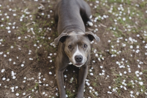 Staffordshire dog looking up - Australian Stock Image