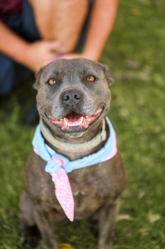 Staffy breed dog wearing bandana sitting in park with owner holding leash - Australian Stock Image