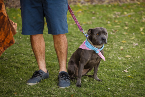 Staffy breed dog wearing bandana sitting in park with owner holding leash - Australian Stock Image