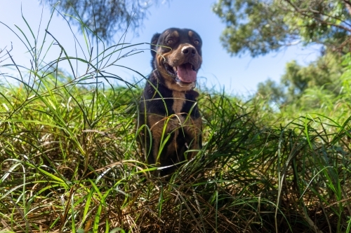 Staffy rottweiler cross dog sitting in tall grass in the bush with his tongue sticking out - Australian Stock Image