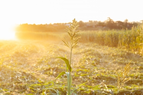 Stalk of forage sorghum in paddock in afternoon light at sunset - Australian Stock Image