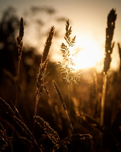 Stalk of Wheat Lit by a Golden Sunset - Australian Stock Image