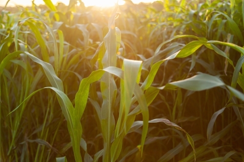 Stalks of green forage crop plants on farm in afternoon light - Australian Stock Image