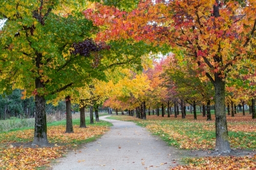 Standing on a pathway as the autumn trees are on either side in a row - Australian Stock Image