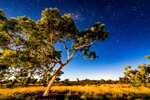 Starry sky and moonlight lighting up outback tree - Australian Stock Image