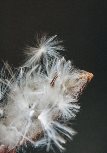 Stephanotis Seed - Australian Stock Image