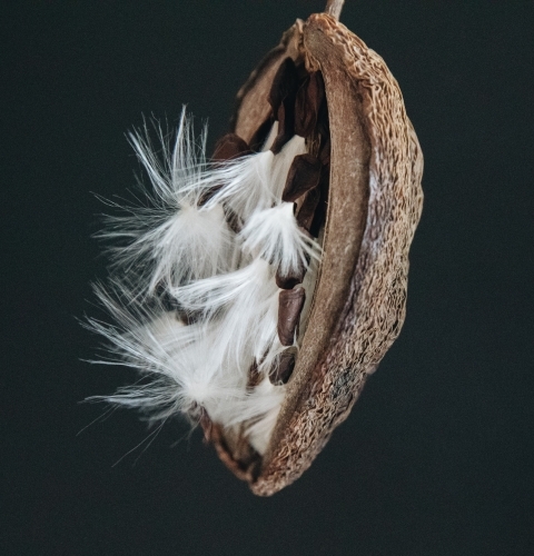 Stephanotis Seed - Australian Stock Image