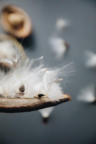 Stephanotis Seed - Australian Stock Image