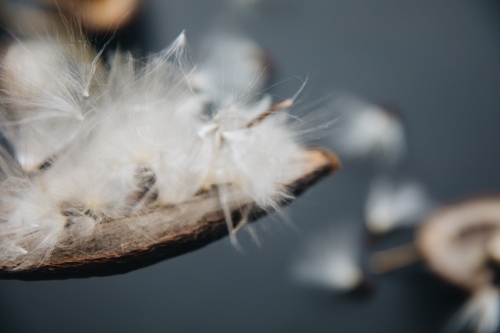 Stephanotis Seed - Australian Stock Image