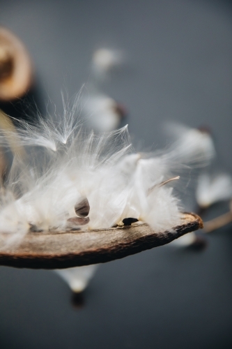 Stephanotis Seed - Australian Stock Image