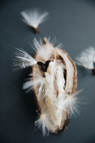 Stephanotis Seed - Australian Stock Image