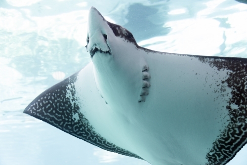 Stingray approaching camera in aquarium - Australian Stock Image