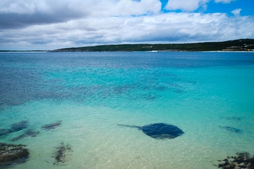 Stingray cruising through deserted bay in crystal clear still waters - Australian Stock Image