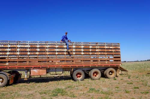 Stockman sitting on a cattle truck crate - Australian Stock Image