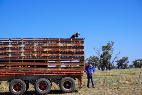 Stockman unloading cattle truck into a paddock - Australian Stock Image