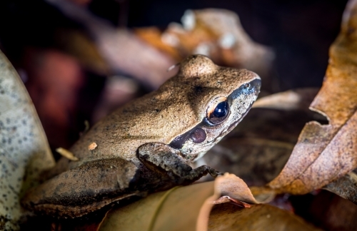 Stony Creek Frog - Australian Stock Image