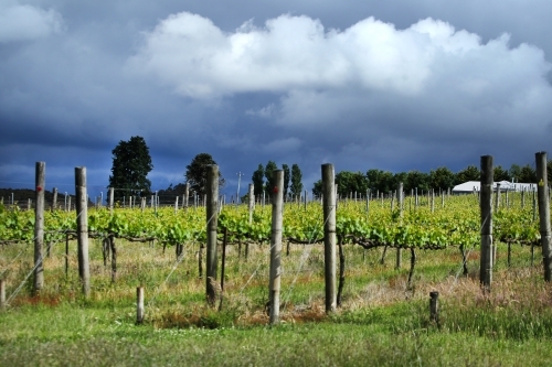 Storm clouds over vineyard - Australian Stock Image