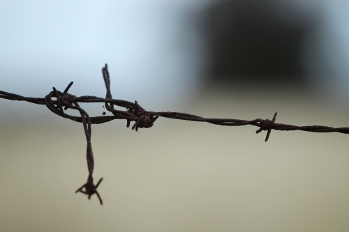 strand of rusty barbed wire  tied in a knot - Australian Stock Image