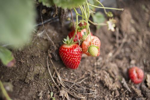 Strawberries on bush