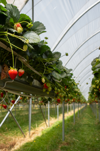 Strawberries ready to be picked on a farm - Australian Stock Image