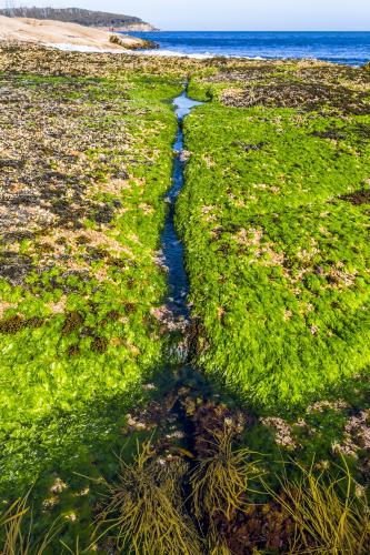 Stretch of grass in the foreground of the ocean. - Australian Stock Image