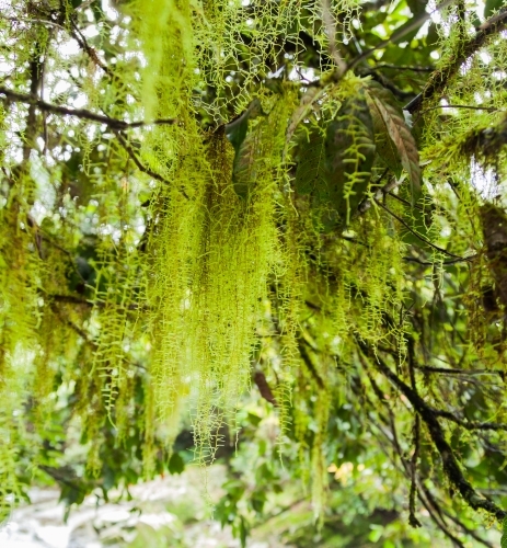 Strings of green lichen hanging from tree branches in forest - Australian Stock Image