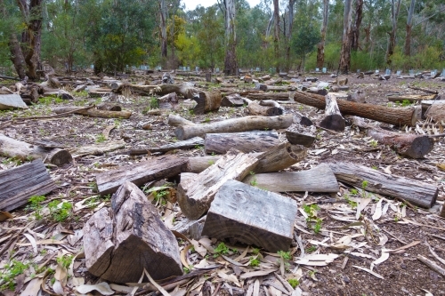 Stumps left on the ground after logging - Australian Stock Image