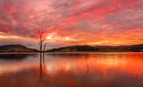 Stunning vibrant rich red sunset and reflections in the lake with some dead trees