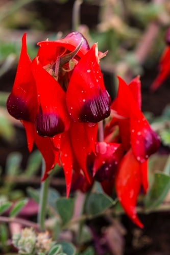 Sturt Desert Pea - Australian Stock Image