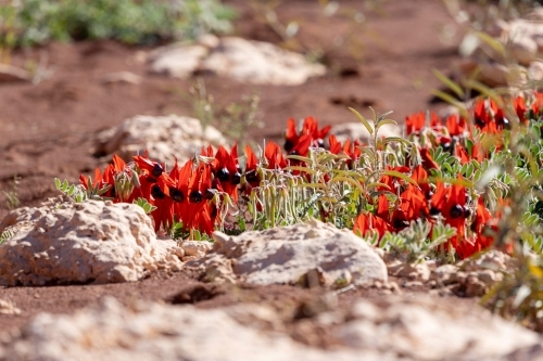 Sturt's desert pea flowering among rocks - Australian Stock Image