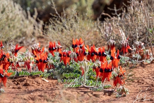 Sturt's desert pea flowering in the wild - Australian Stock Image
