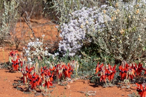Sturt's desert pea flowering in the wild - Australian Stock Image