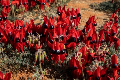 Sturt's desert pea flowers - Australian Stock Image