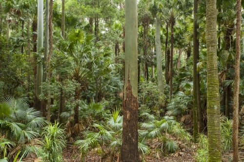 Subtropical rainforest with tall eucalyptus and palms - Australian Stock Image