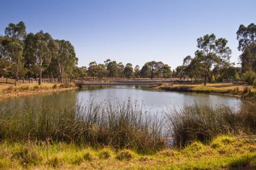 Suburban lake with native grasses in foreground and gum trees in background - Australian Stock Image