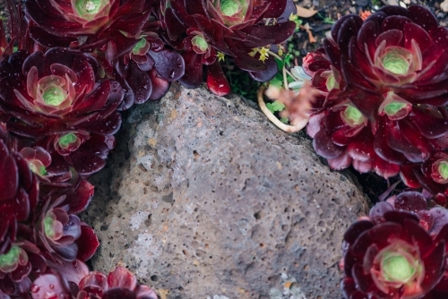 Succulent and stone background - Australian Stock Image