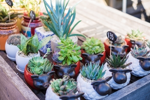 succulent plant for sale - Australian Stock Image