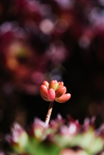 Succulent plant in natural sun light on blurred background - Australian Stock Image