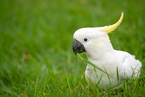 Sulfur-crested Cockatoo in green grass - Australian Stock Image