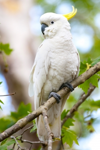 Sulfur Crested Cockatoo protrait - Australian Stock Image