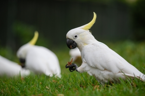 Sulfur-crested Cockatoos feeding on the grass - Australian Stock Image