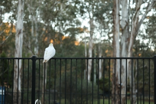 Sulphur Crested Cockatoo Australian native bird sitting on backyard pool fence - Australian Stock Image