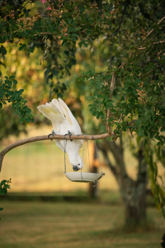 Sulphur-crested cockatoo perched on tree branch reaching down to eat from feeder below - Australian Stock Image